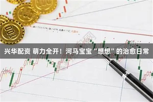 兴华配资 萌力全开！河马宝宝“想想”的治愈日常